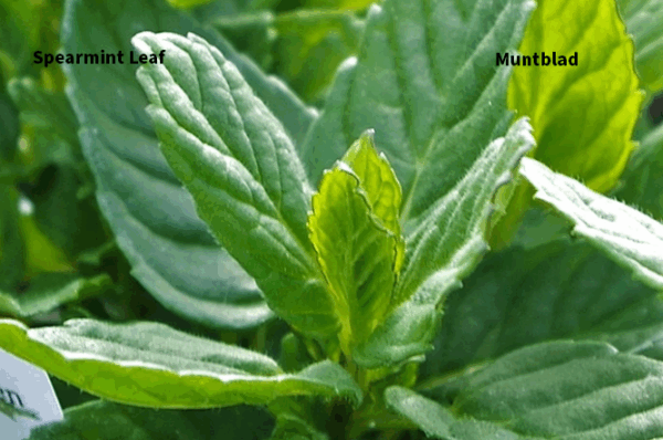 Health & Wellness For You Bodyguard  Theemelange, Immuunversterkend - Afbeelding 7