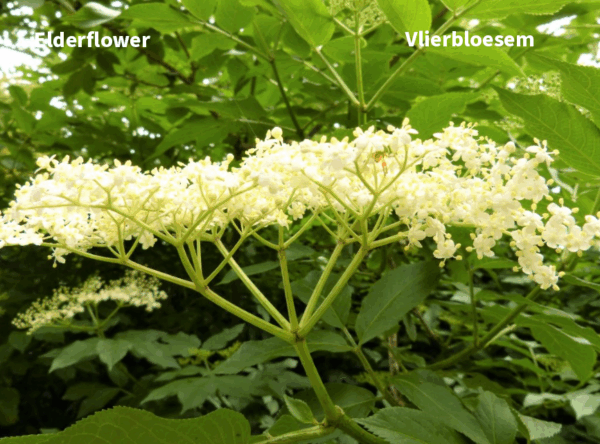 Health & Wellness For You Bodyguard  Theemelange, Immuunversterkend - Afbeelding 6